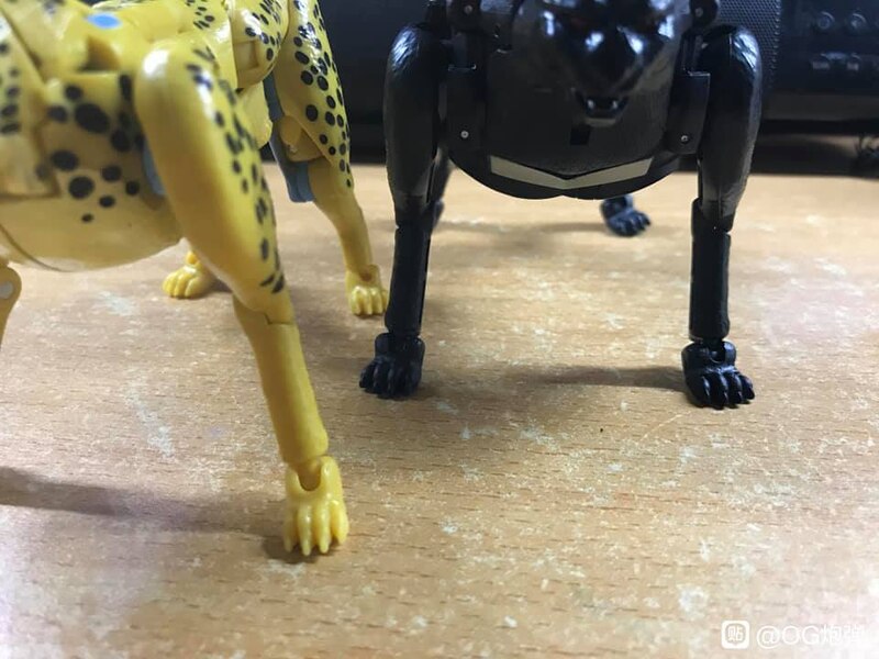 MORE Transformers Agent Ravage Images Cheetor Compared  (62 of 67)